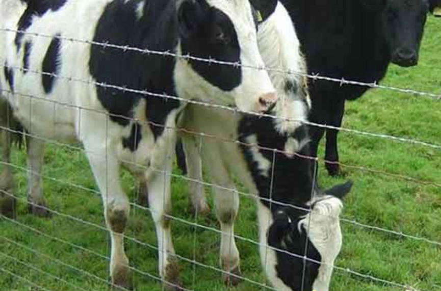 護(hù)欄網(wǎng),市政護(hù)欄網(wǎng),欄網(wǎng)廠家