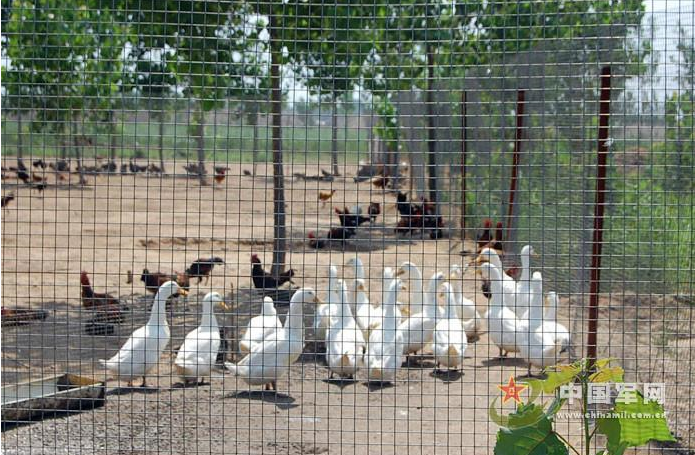 果園圍欄網(wǎng)